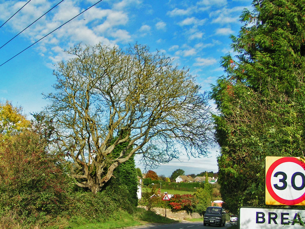 A photo of the bannock tree opposite Bannock Tree Cottage
