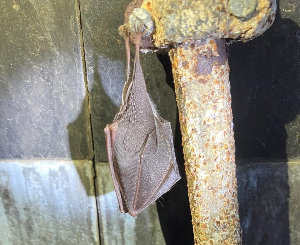 An image of a Lesser Horseshoe Bat